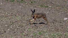 Der zweite Hase in meinem Fotoleben vorzeigbar und hier in vollem Lauf...