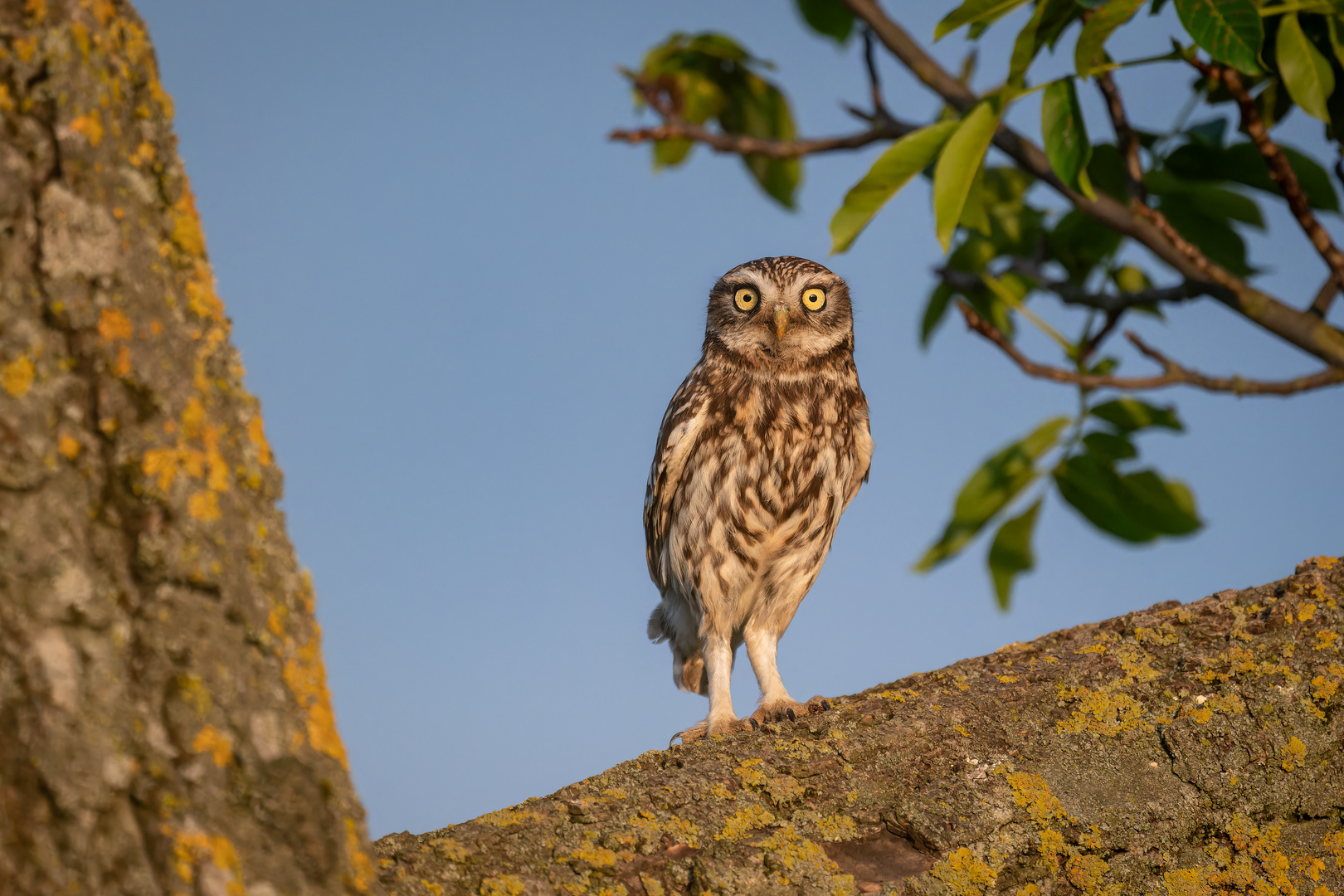 Der Zweite im Bunde 
