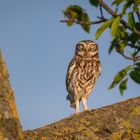 Der Zweite im Bunde 