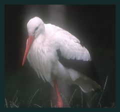 DER zweite Storch