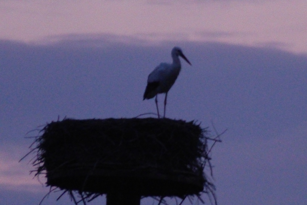 Der zweite Storch kam am 19.02.2017 in der Disselmersch an.