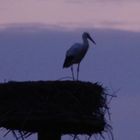 Der zweite Storch kam am 19.02.2017 in der Disselmersch an.