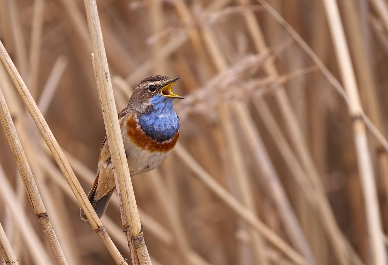 Der zweite von mir fotografierte Vogel in der großen Gruppe der Drosseln....