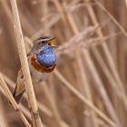 Der zweite von mir fotografierte Vogel in der großen Gruppe der Drosseln....