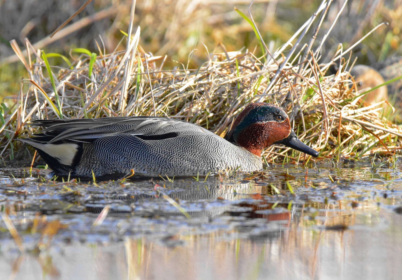 Der Zwerg unter den Enten