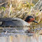 Der Zwerg unter den Enten