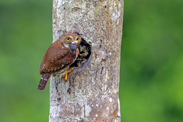 Der Zwerg vom Zwerg...