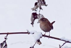 Der Zwergenkönig