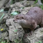 Der Zwergotter Aachener Tierpark Juni 2014