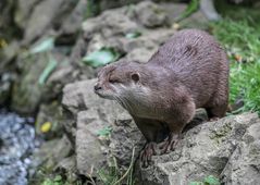 Der Zwergotter Aachener Tierpark Juni 2014