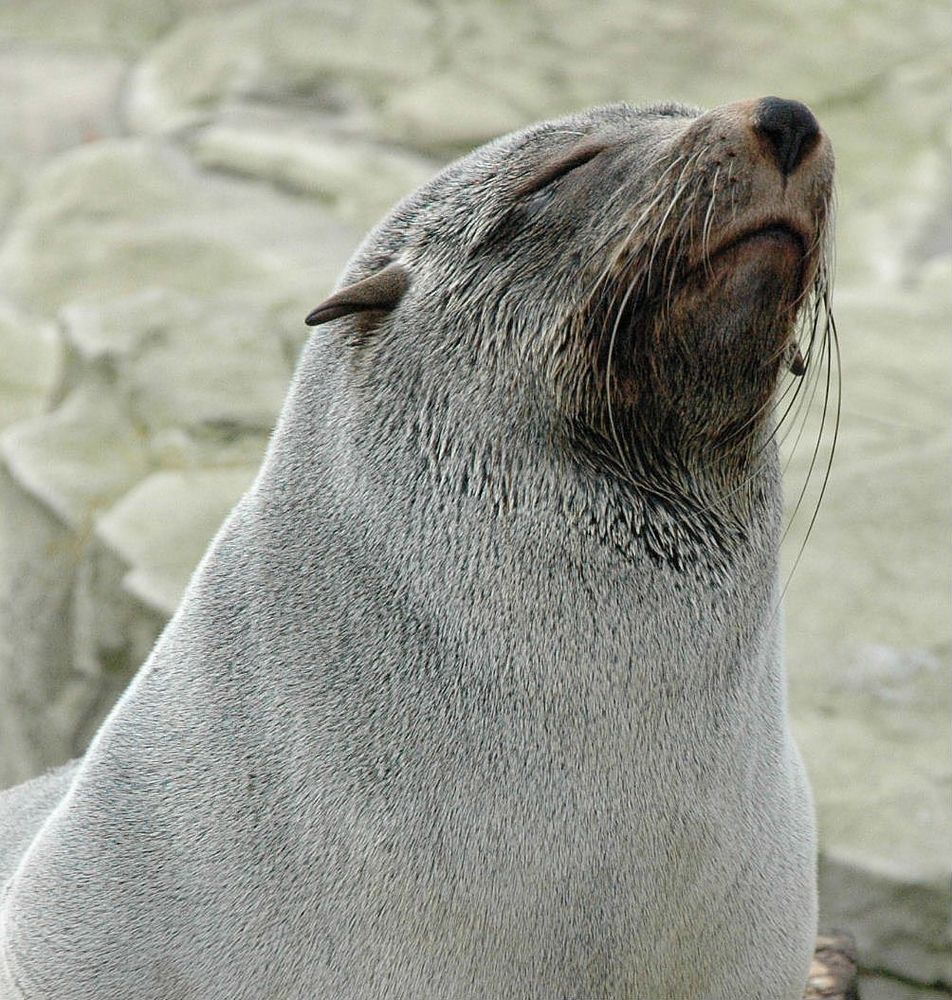 Der Zwergseebär döst so vor sich hin...