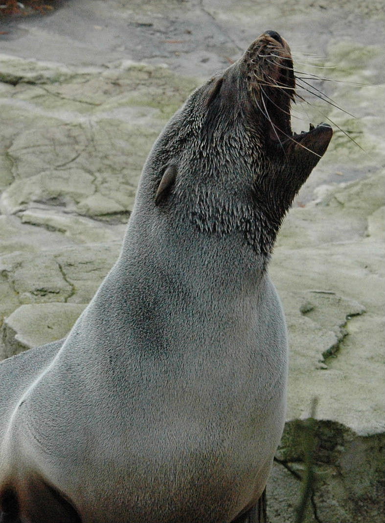 Der Zwergseebär kann auch anders...