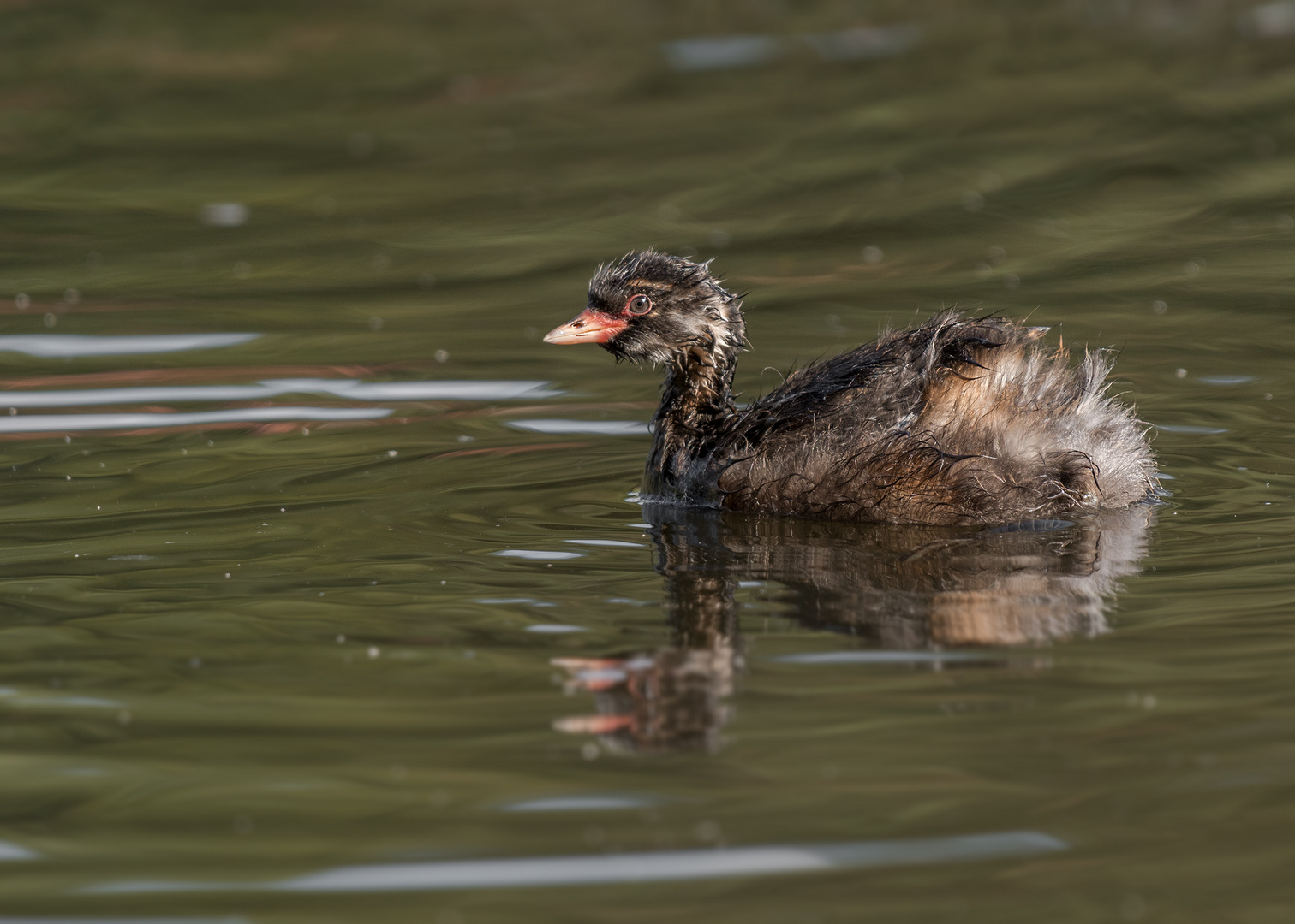 Der Zwergtaucher (Tachybaptus ruficollis)