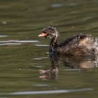 Der Zwergtaucher (Tachybaptus ruficollis)