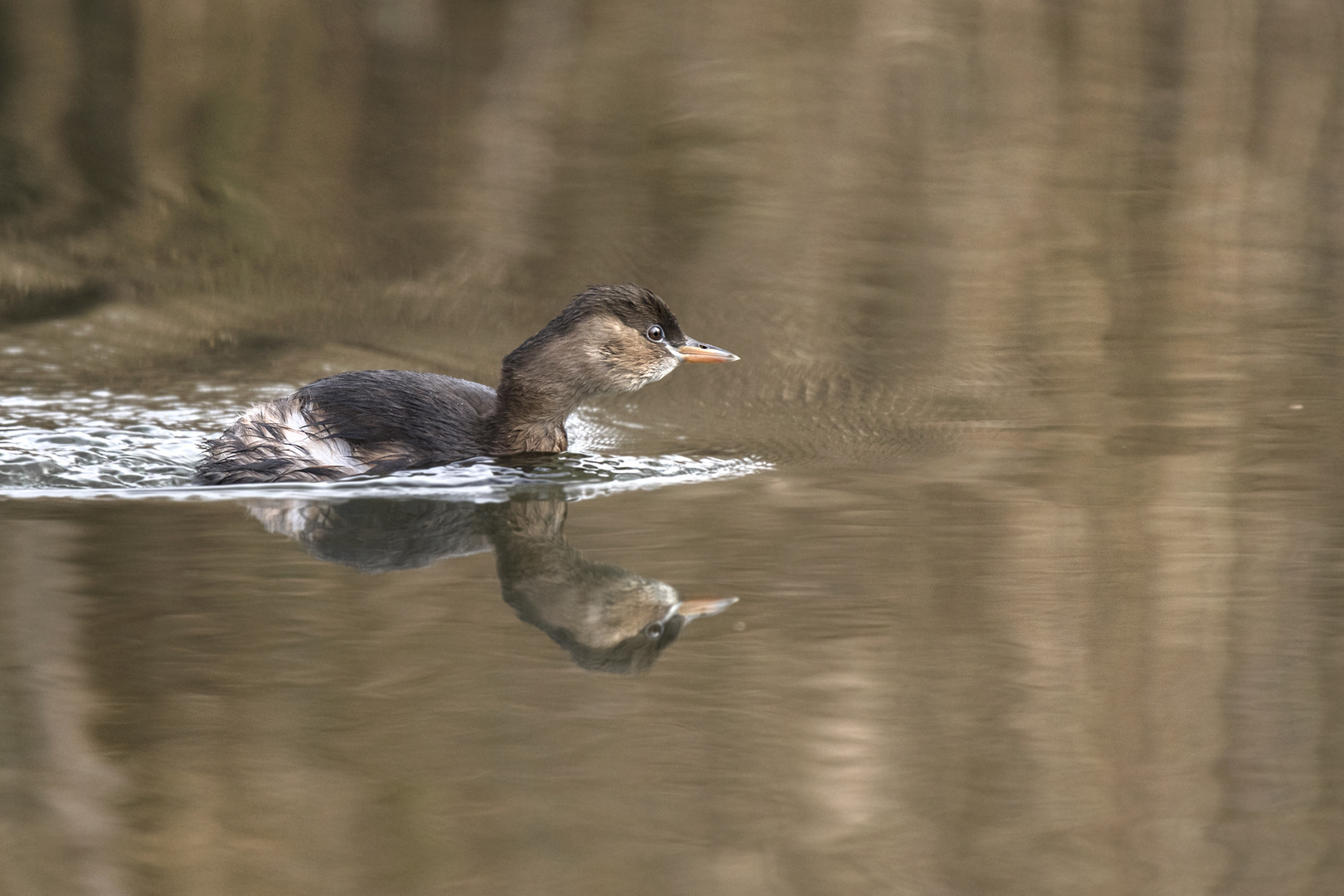 Der Zwergtaucher (Tachybaptus ruficollis) 