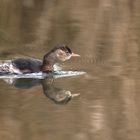 Der Zwergtaucher (Tachybaptus ruficollis) 