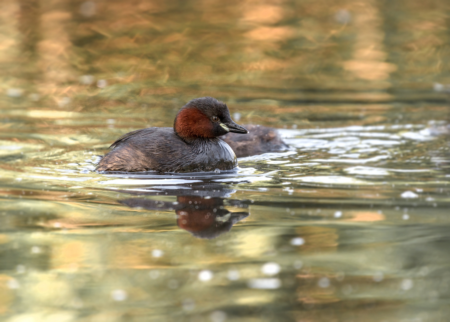 Der Zwergtaucher (Tachybaptus ruficollis)