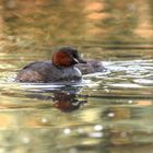 Der Zwergtaucher (Tachybaptus ruficollis)