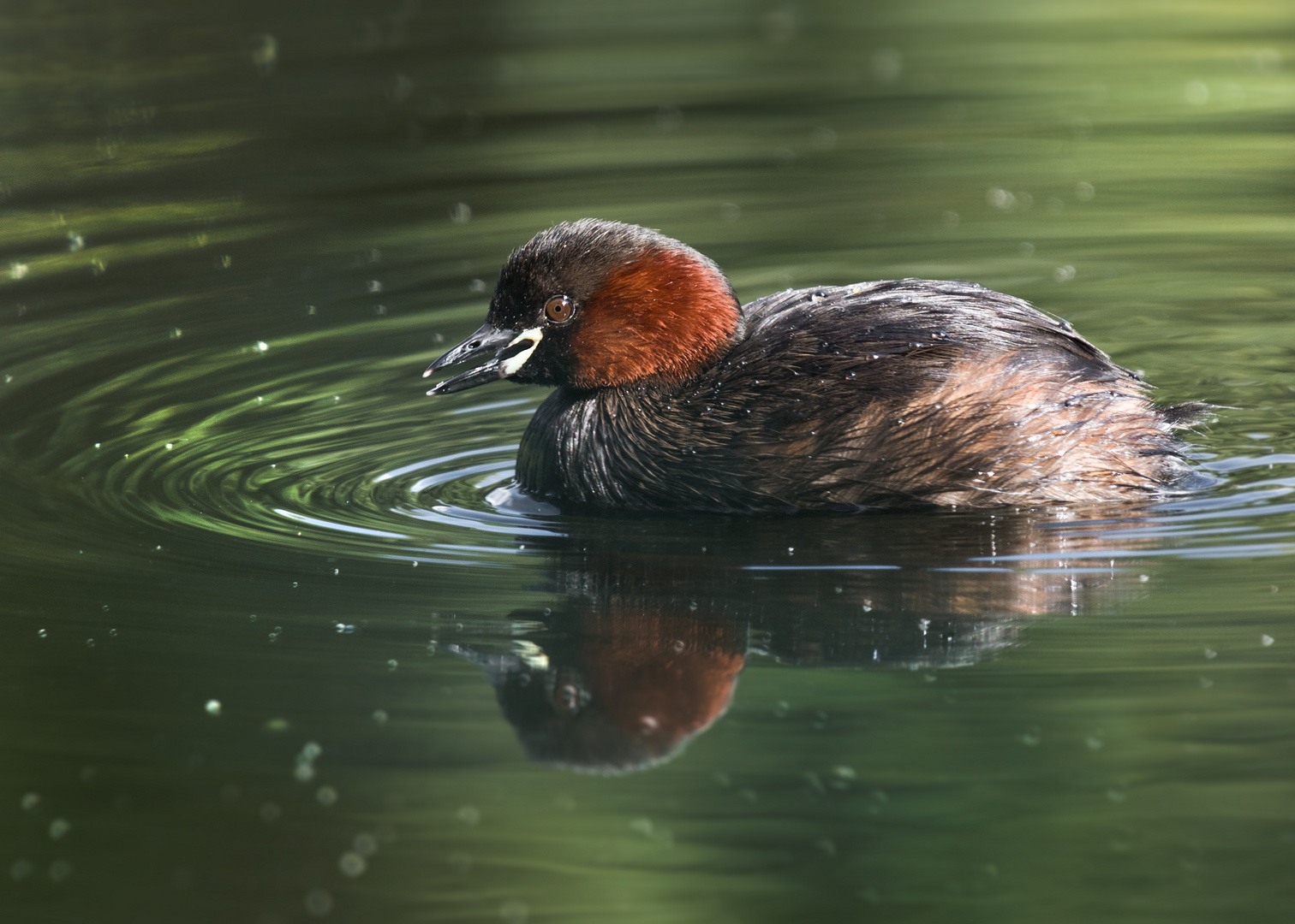 Der Zwergtaucher (Tachybaptus ruficollis)