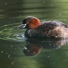 Der Zwergtaucher (Tachybaptus ruficollis)