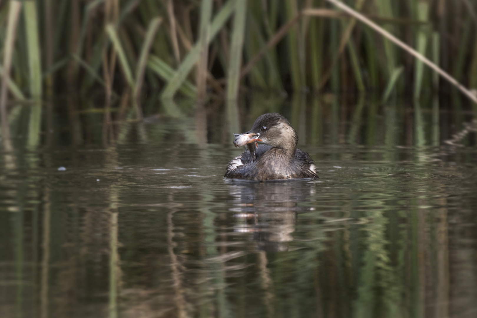 Der Zwergtaucher (Tachybaptus ruficollis) 