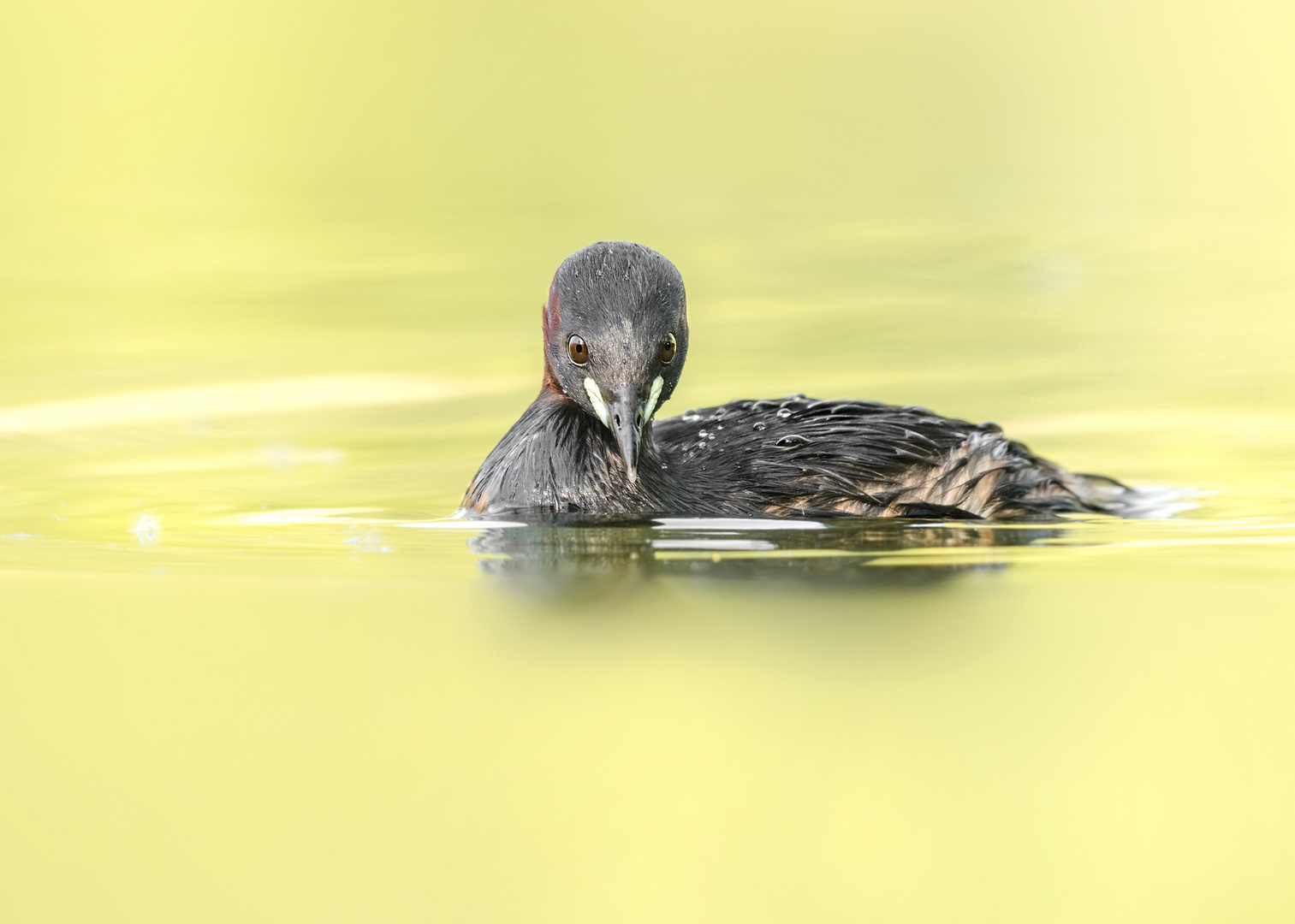 Der Zwergtaucher (Tachybaptus ruficollis)