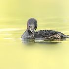 Der Zwergtaucher (Tachybaptus ruficollis)