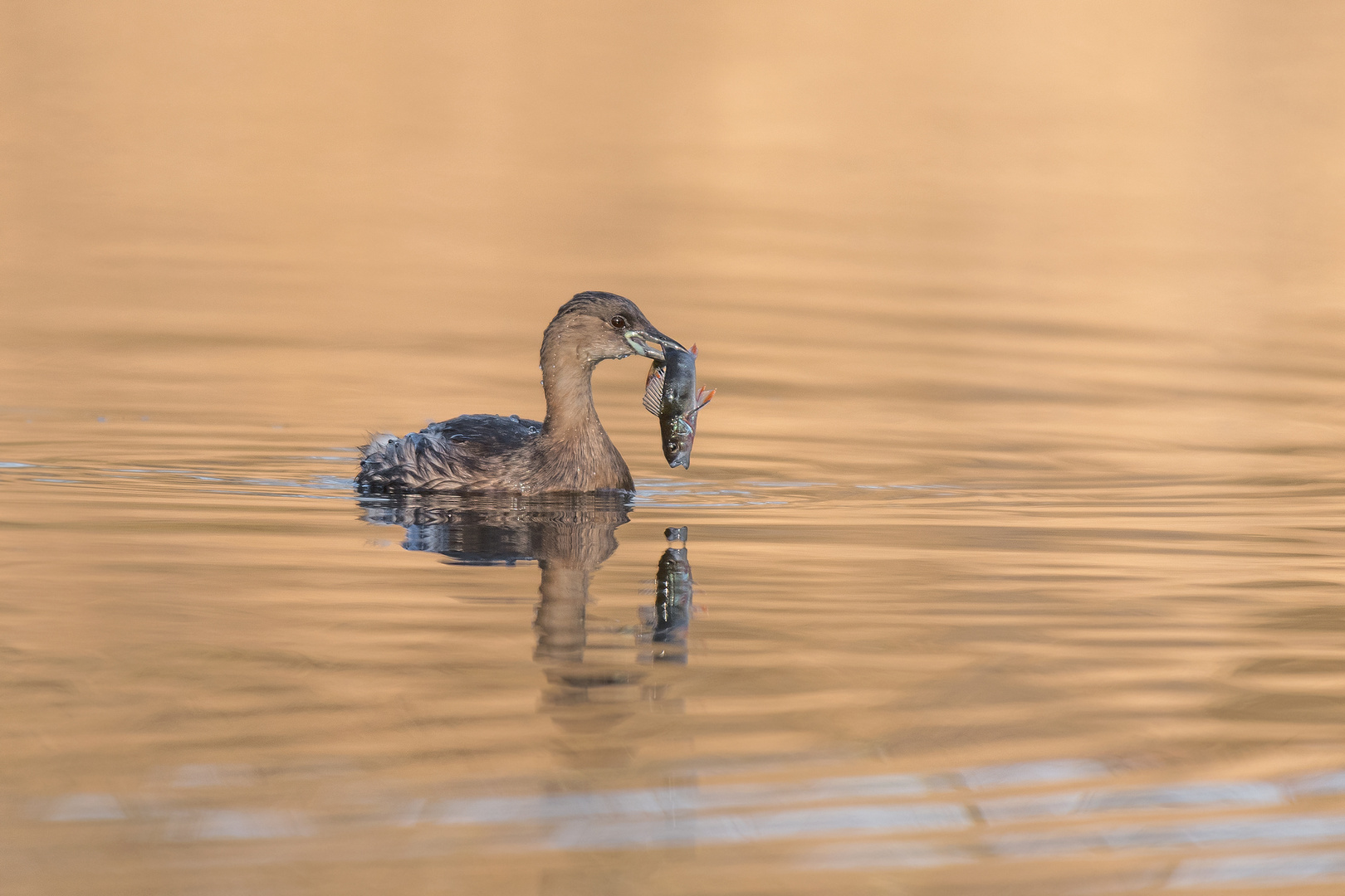 Der Zwergtaucher (Tachybaptus ruficollis)