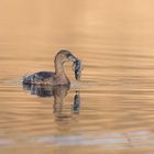 Der Zwergtaucher (Tachybaptus ruficollis)