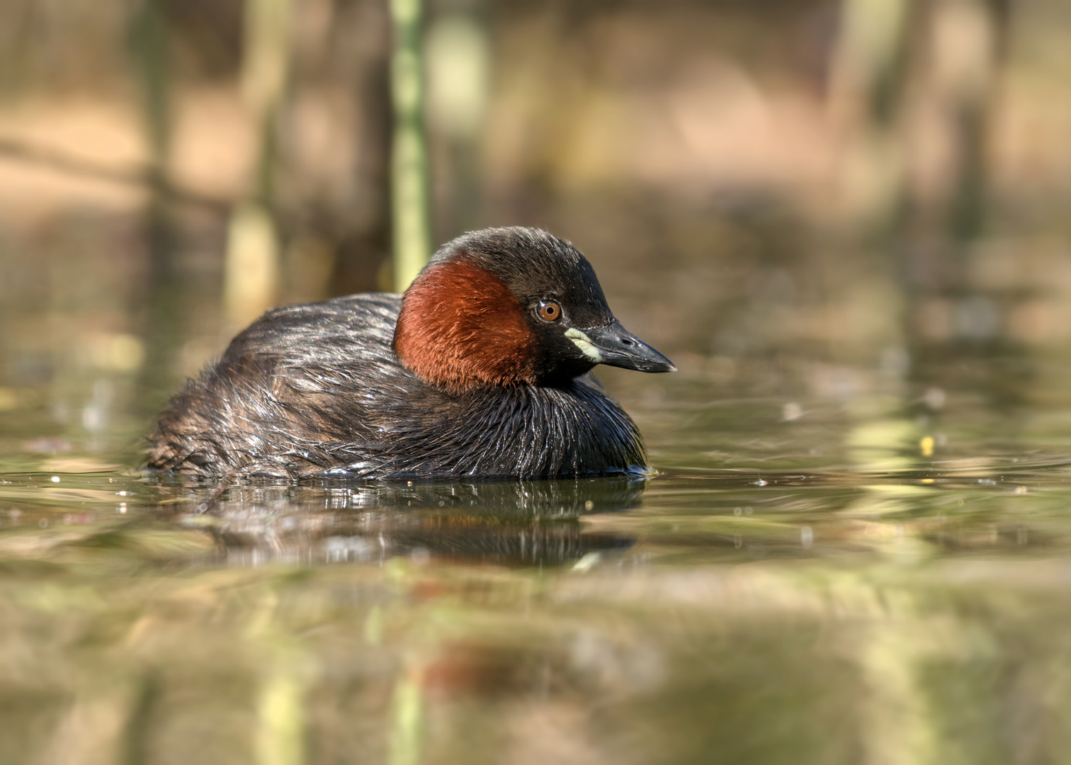 Der Zwergtaucher (Tachybaptus ruficollis) 