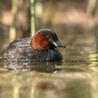 Der Zwergtaucher (Tachybaptus ruficollis) 