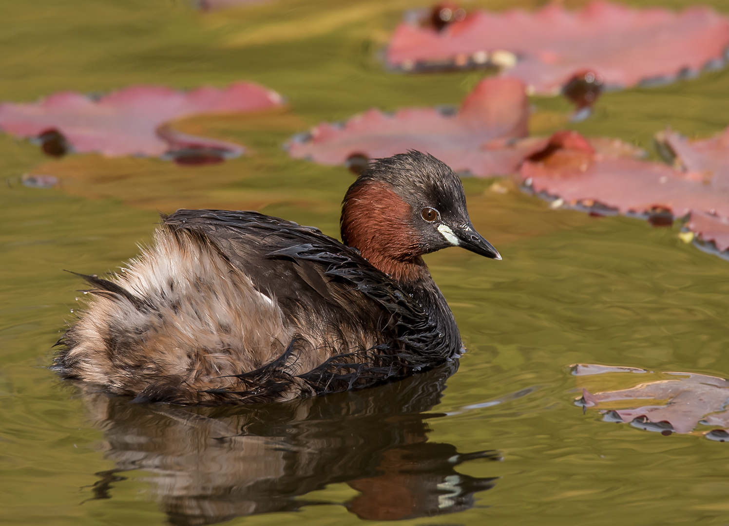 Der Zwergtaucher (Tachybaptus ruficollis) 