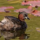 Der Zwergtaucher (Tachybaptus ruficollis) 