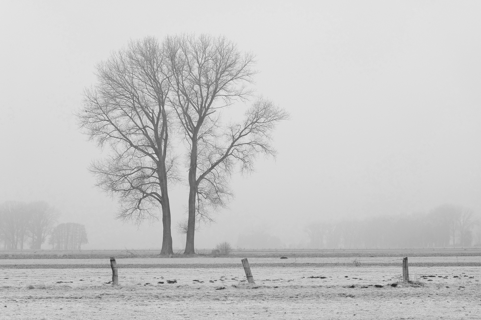 Der Zwillingsbaum im Nebel 