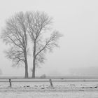 Der Zwillingsbaum im Nebel 