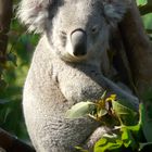 Der zwinkernde Koala