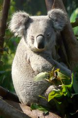 Der zwinkernde Koala