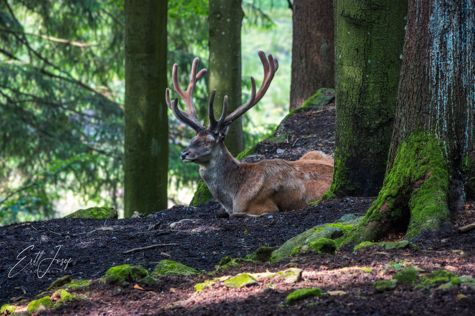 Der Zwölfender vom NP bay. Wald