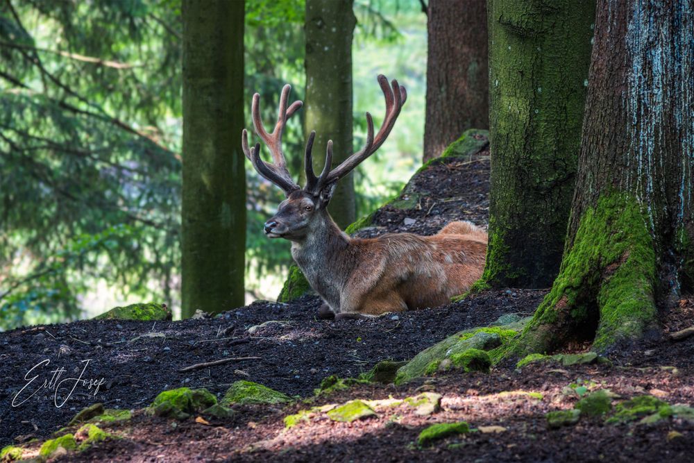 Der Zwölfender vom NP bay. Wald