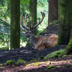 Der Zwölfender vom NP bay. Wald