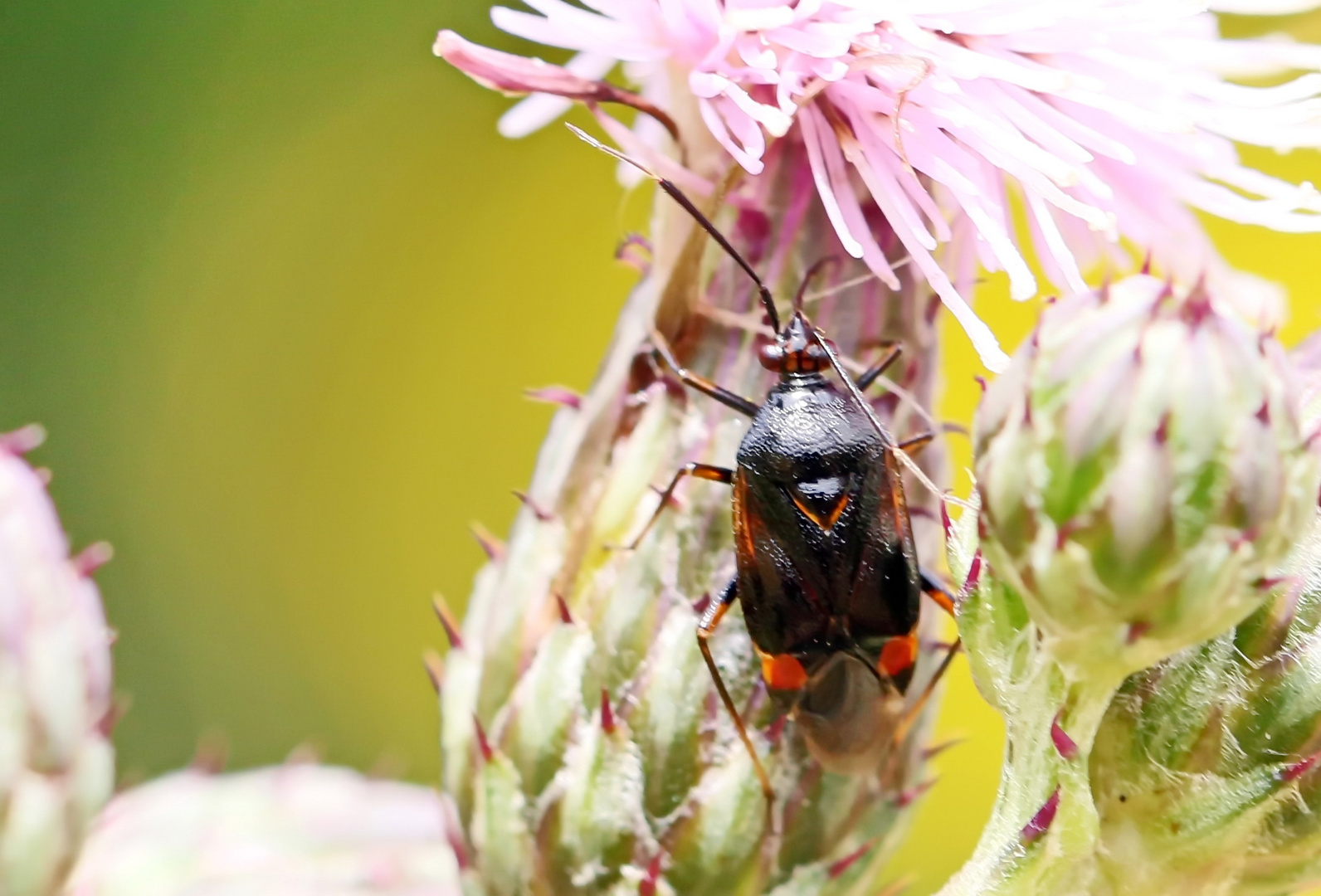 Deraeocoris flavilinea