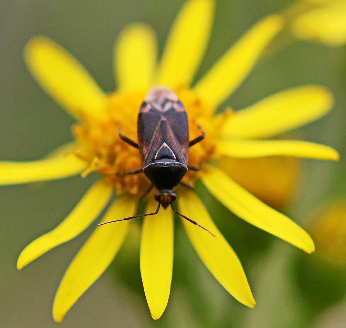 Deraeocoris flavilinea