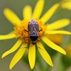 Deraeocoris flavilinea