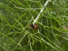 Deraeocoris flavilinea auf Fenchel