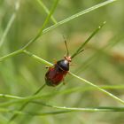 Deraeocoris flavilinea auf Fenchel