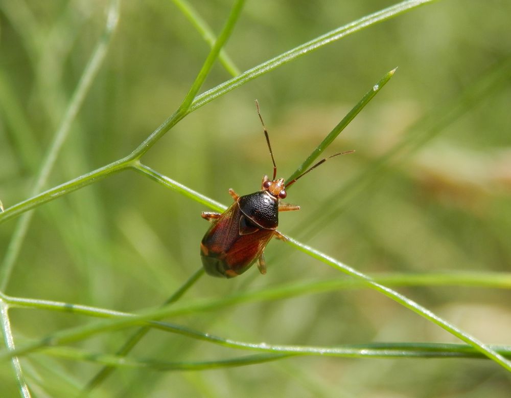 Deraeocoris flavilinea auf Fenchel