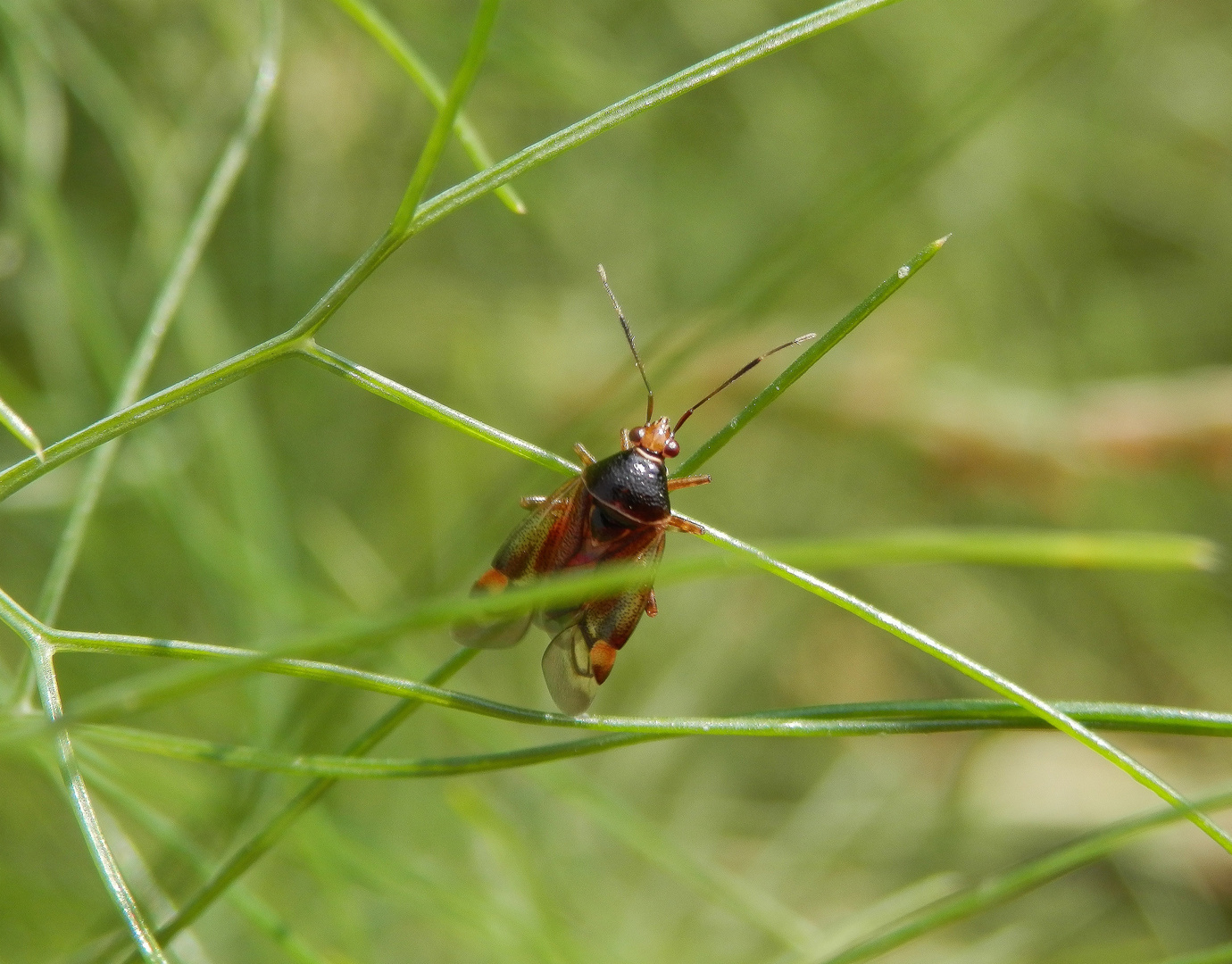 Deraeocoris flavilinea auf Fenchel