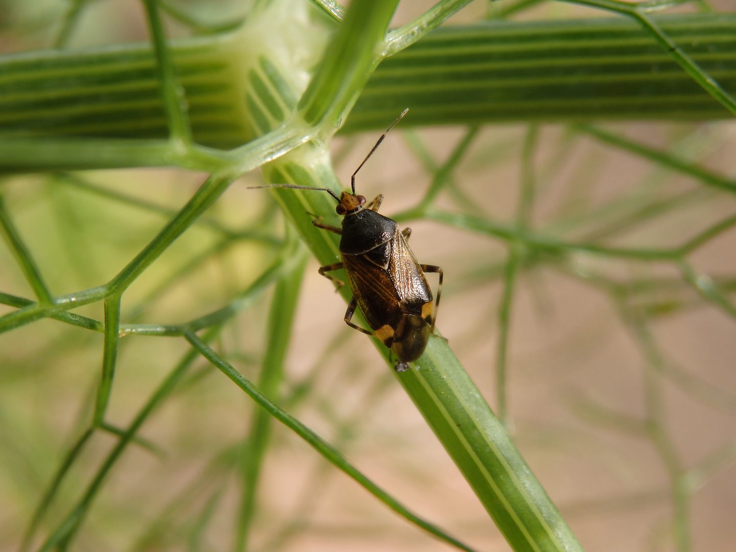 Deraeocoris flavilinea auf Gewürzfenchel