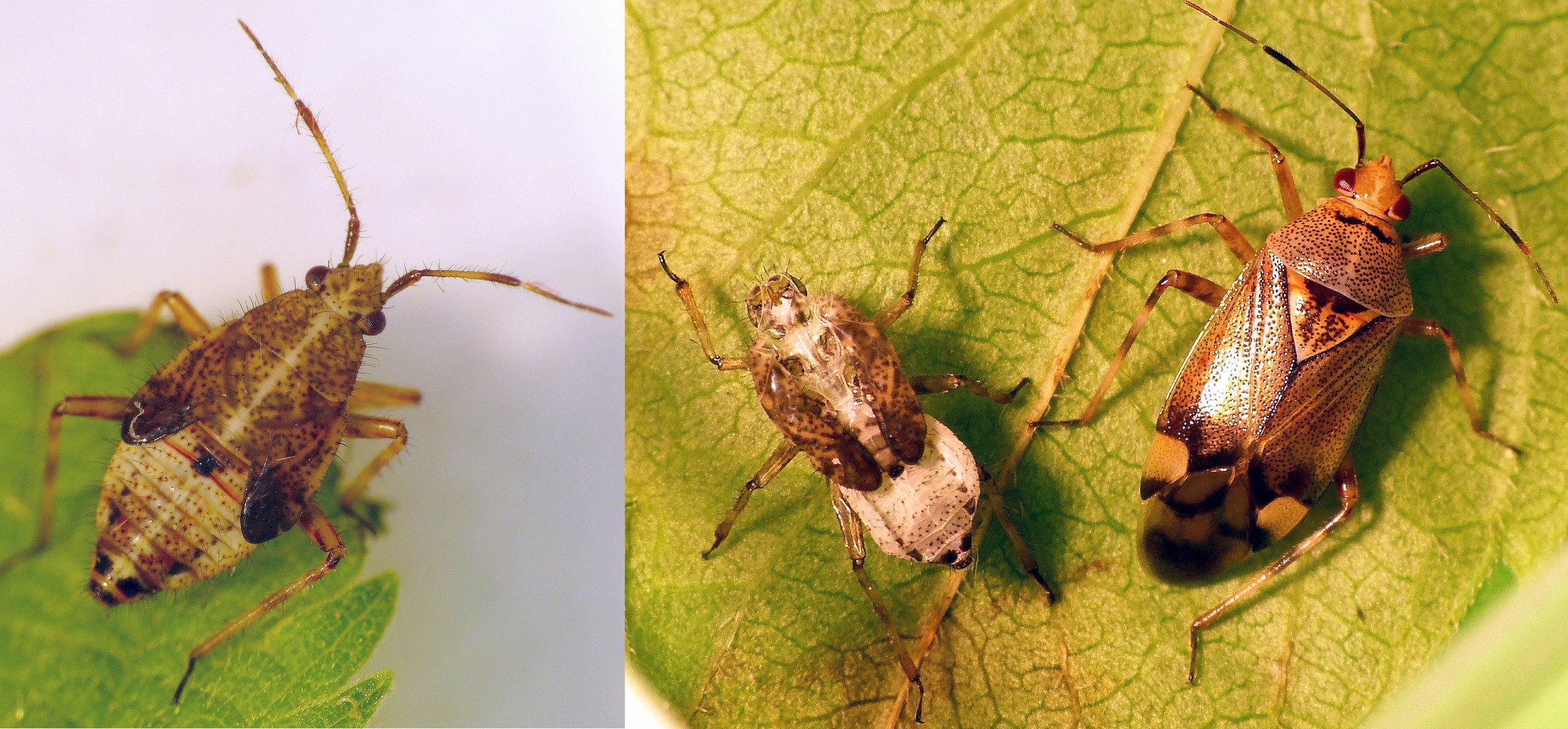 Deraeocoris flavilinea - L5-Larve, Exuvie und Imago