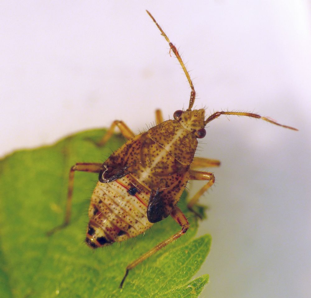 Deraeocoris flavilinea - Nymphe